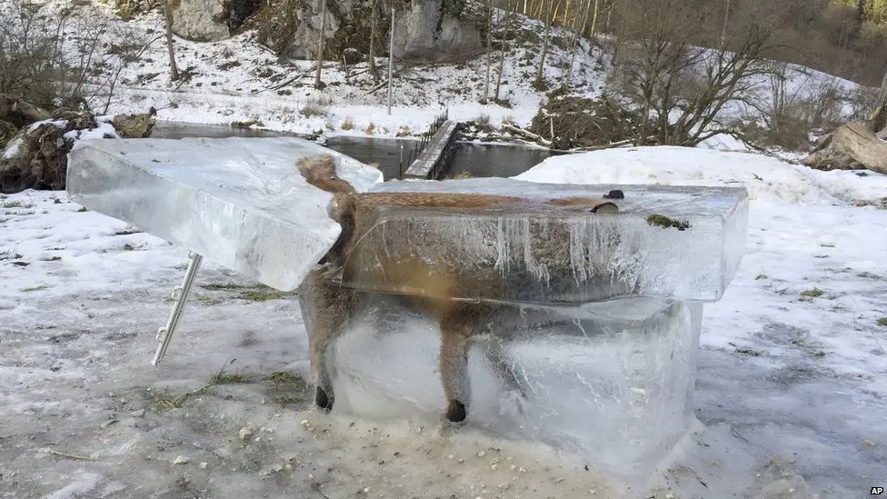 Frozen in Time: The Haunting Tale of a Fox Trapped in Ice